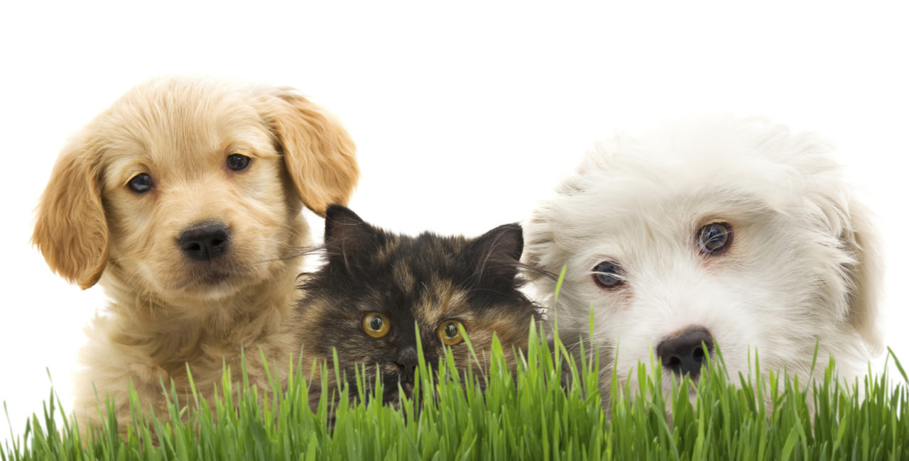 All About Fleas from Baxter Animal Hospital - Baxter Animal Hospital