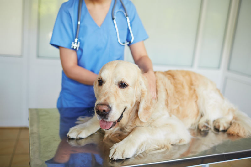Useful Tips to Prepare Your Pet for the Vet